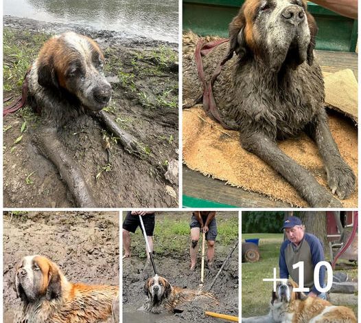 A bachelor party takes an unexpected turn when the group hears a dog’s frantic barks coming from the mud. This leads to an unforgettable and impromptu rescue mission