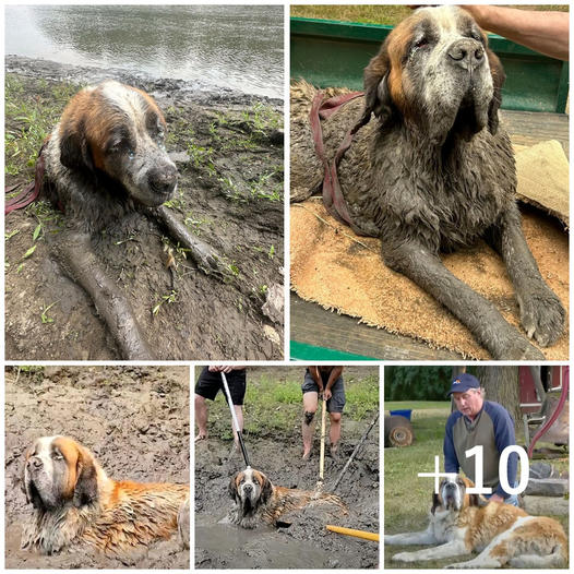 A bachelor party takes an unexpected turn when the group hears a dog’s frantic barks coming from the mud. This leads to an unforgettable and impromptu rescue mission