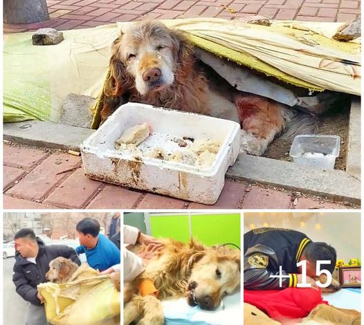 A touching story unfolds as a kind-hearted man saves an abandoned elderly dog, yet the hoped-for miracle remains out of reach