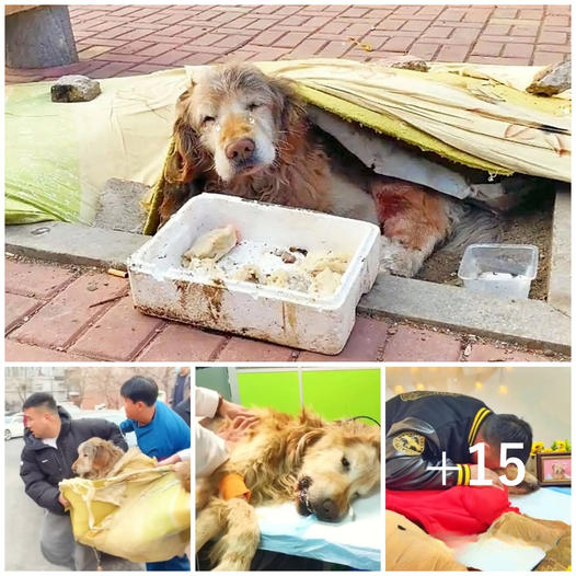 A touching story unfolds as a kind-hearted man saves an abandoned elderly dog, yet the hoped-for miracle remains out of reach