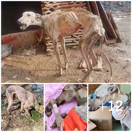 It’s impossible to hold back tears when witnessing a dog that has been confined for a decade, now emaciated and teetering on the brink of survival, desperately in need of a blood transfusion.