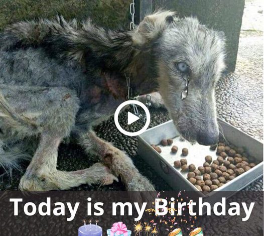 A Lonely Birthday: The Story of a Dog Feeling Unimportant and Uncelebrated