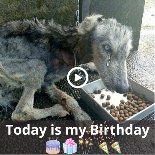A Lonely Birthday: The Story of a Dog Feeling Unimportant and Uncelebrated