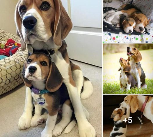 The Unbreakable Bond: The Beagle’s Warm Motherly Love and Protective Instinct for Her Child
