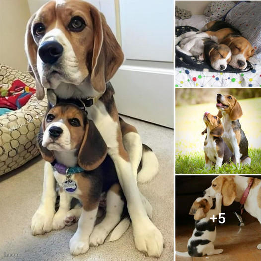 The Unbreakable Bond: The Beagle’s Warm Motherly Love and Protective Instinct for Her Child
