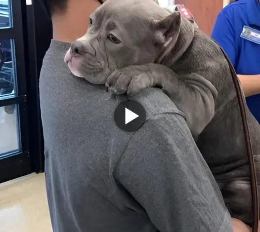 After spending 550 days in the shelter, the bulldog was adopted and teared up, giving his new owner a tender, heartfelt hug. This emotional moment evoked deep feelings and created a sensation on social networks.