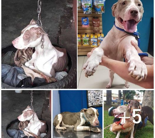 A guard dog found hanging from a short chain receives timely help, potentially saving its life.