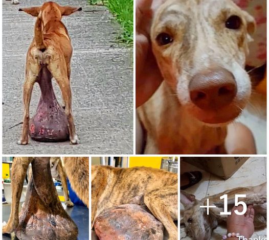 A helpless stray dog, discovered with a massive tumor, had been lying on the ground for an extended period without receiving any assistance.