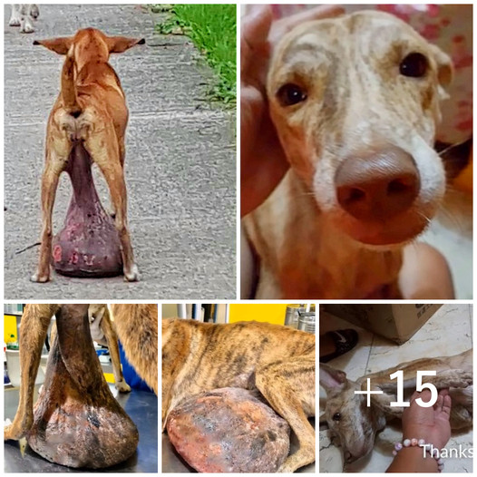 A helpless stray dog, discovered with a massive tumor, had been lying on the ground for an extended period without receiving any assistance.