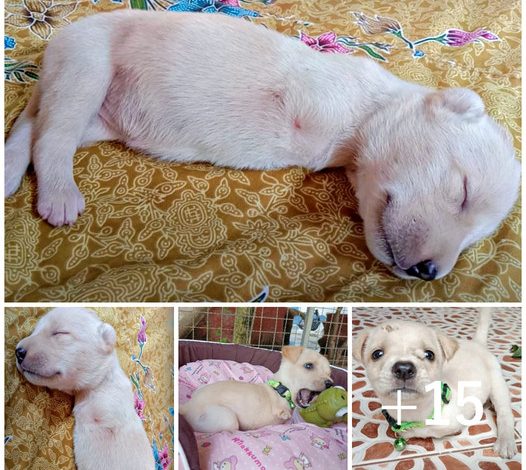 A heartening tale of rescue unfolds as a street-born puppy, with legs deformed, finds solace in a new loving home