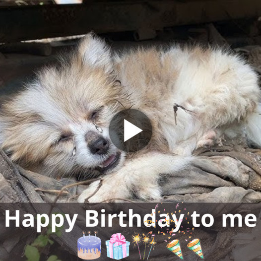 A Birthday to Remember: Unveiling the Miraculous Journey of an Abandoned Puppy