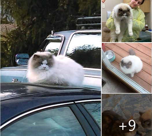 Resilient Ragdoll Fluff Finds Love Anew After Family Abandons Him