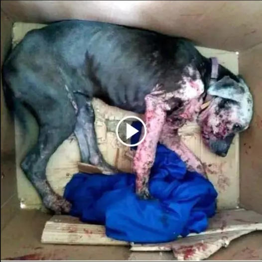 Upon opening the box, they anticipated the dog to be beyond saving, yet love caused a miraculous transformation.