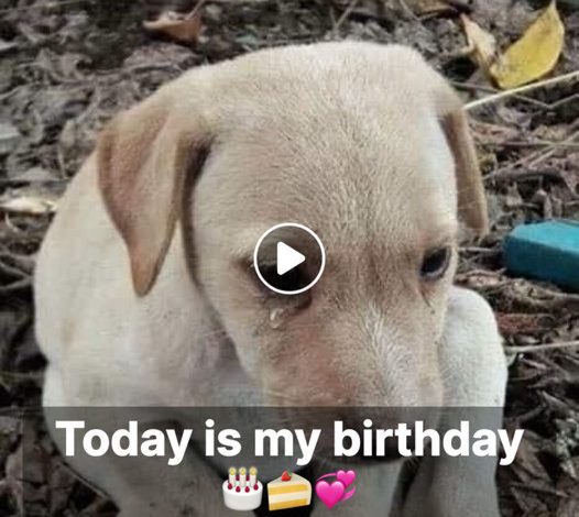 A Birthday Reflection: The Lonely Struggle of a Sick Dog Against the Harsh Realities of Life