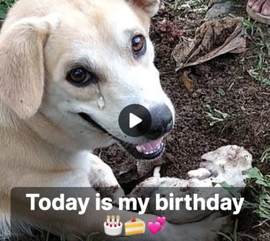 A Heart-Wrenching Tale of a Mother Dog: The Tragic Loss of Her Only Puppy on What Should Have Been a Joyous Birthday Celebration