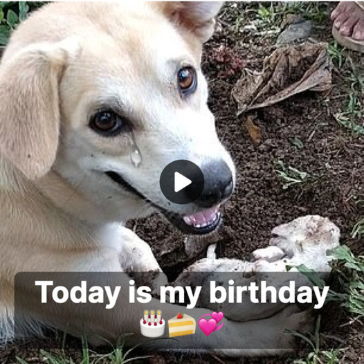 A Heart-Wrenching Tale of a Mother Dog: The Tragic Loss of Her Only Puppy on What Should Have Been a Joyous Birthday Celebration