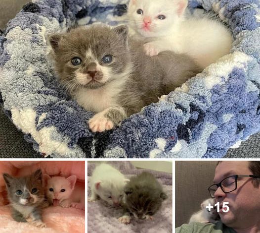 Miraculous Recovery: Drenched and Freezing Kittens Brought Back to Life by a Devoted Family