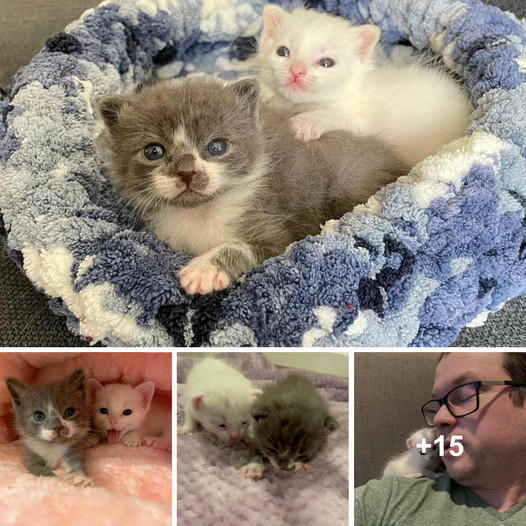 Miraculous Recovery: Drenched and Freezing Kittens Brought Back to Life by a Devoted Family