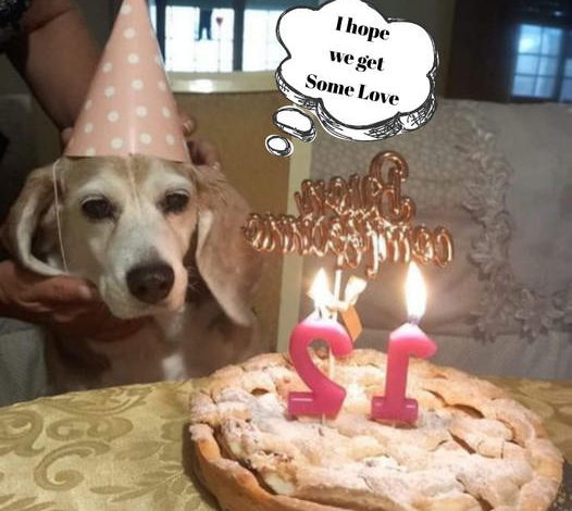 Wishing a joyful 12th birthday to our beloved pup!