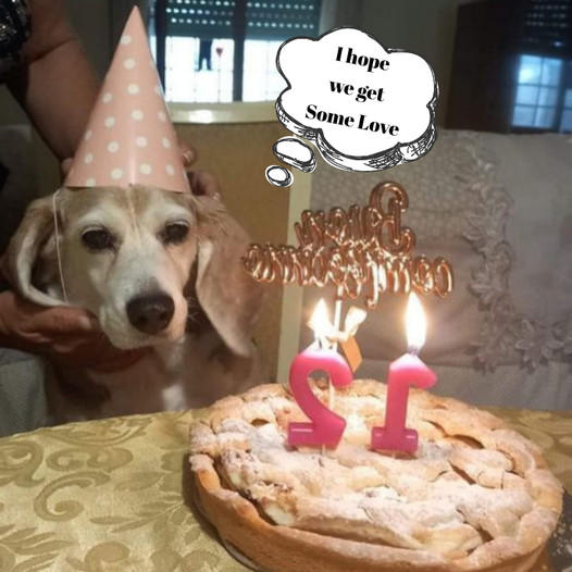 Wishing a joyful 12th birthday to our beloved pup!