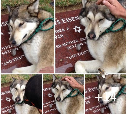 A mournful Husky, heartbroken, stands by the grave of its owner, unable to stop crying