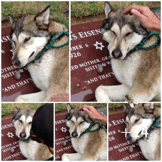 A mournful Husky, heartbroken, stands by the grave of its owner, unable to stop crying