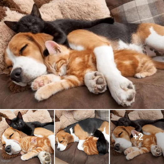 The Beagle, initially hesitant, takes on the role of babysitter for two kittens, leading to a strong and unbreakable bond of affection between them.