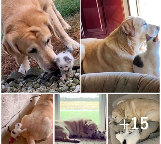 A kind-hearted Labrador lovingly extends nurturing care to a stray kitten, guiding her into a graceful adulthood, This beautiful act of compassion showcases a remarkable bond between animals and highlights the Labrador’s innate nurturing instincts