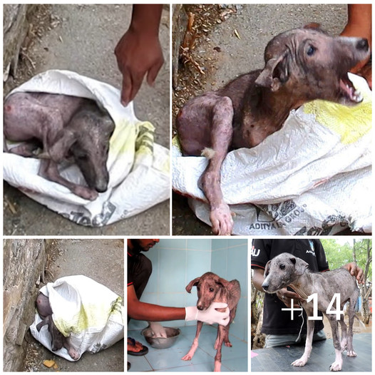 Rescuers uncover a frightened, injured pup trying to hide from humans inside a bag