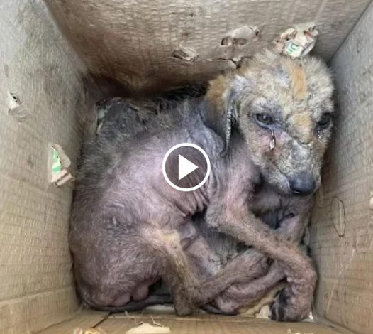Heartbreaking Abandonment: The Pain of a Small Orphaned Dog in a Cruel, Loveless World
