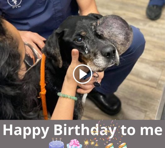 Happy birthday to her! A tear rolled down the dog’s face as he finally received a birthday cake after 15 long years.