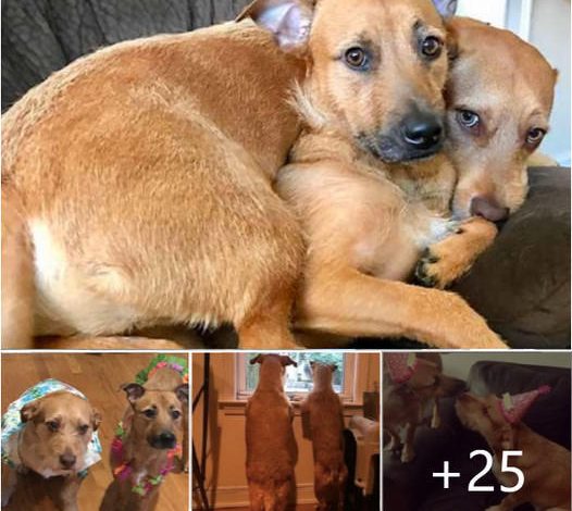A Miraculous Encounter: Shelter-Adopted Dog Bonds with Lookalike, Creating a Heartwarming Moment for Family