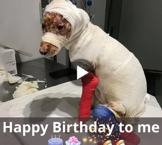 A Birthday Celebration: The Inspiring Story of a Dog Being Rescued Quickly and Recovering Remarkably