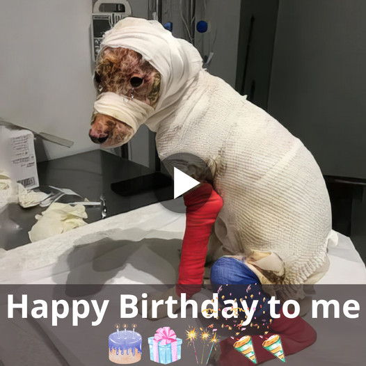 A Birthday Celebration: The Inspiring Story of a Dog Being Rescued Quickly and Recovering Remarkably