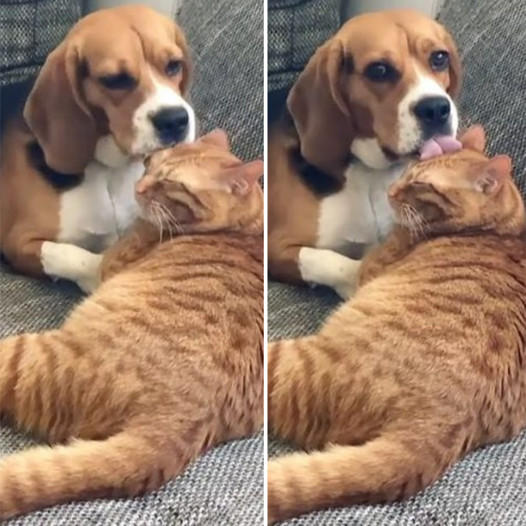 Dog Caught in the Act: Pauses with Paws in Mid-Air During a Feline Grooming Session