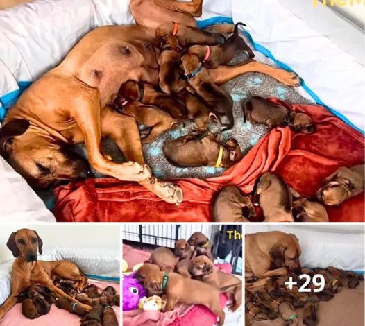 A courageous mother dog delivered 15 puppies during a snowstorm