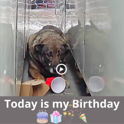 Toby celebrates his first-ever birthday with his beloved forever family