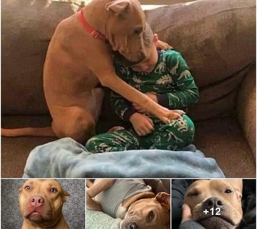 When Paco, the newly adopted shelter dog, arrived home, he immediately embraced the boy with such familiarity that it astonished both the family and the online community, emphasizing his quick adjustment.