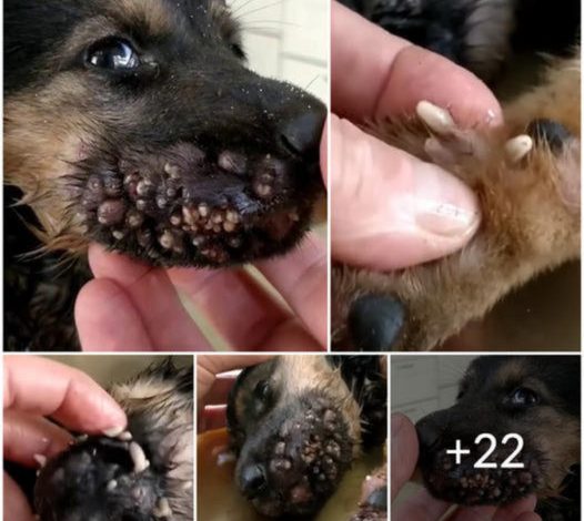 Unveiling the Unsung Hero: A Dog’s Brave Battle Against a Devastating Parasite Invasion