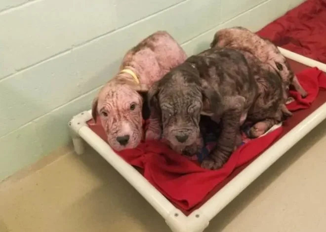 5 Bald Puppies Found On Side Of Road Greeted Their Rescuers With So Many Kisses