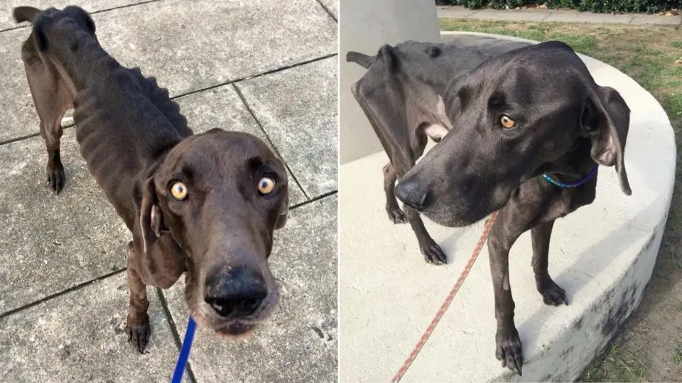 A Skinny Dog That Had Been Eating Rocks And Twigs Out Of Desperation Finally Finds a Loving New Family