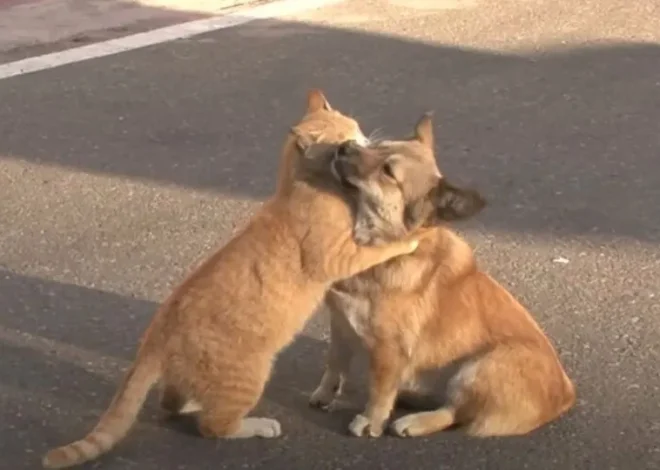 A Stray Cat Consoles An Abandoned Dog While He Desperately Waits For His Owner