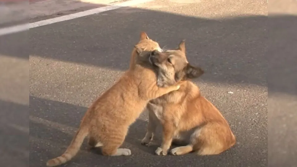 A Stray Cat Consoles An Abandoned Dog While He Desperately Waits For His Owner