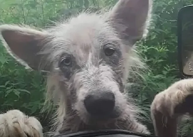 A Dog, Abandoned and Starving, Approaches a Truck Driver and Begs to Be Rescued