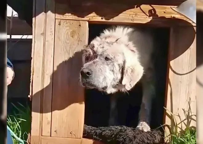 A Sweet Dog Abandoned And Left In His Doghouse Finds A New Family