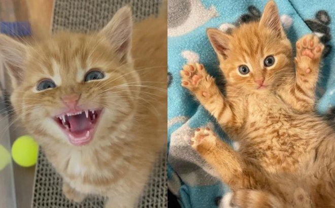 A rescued kitten transforms into a purring companion after experiencing genuine affection.