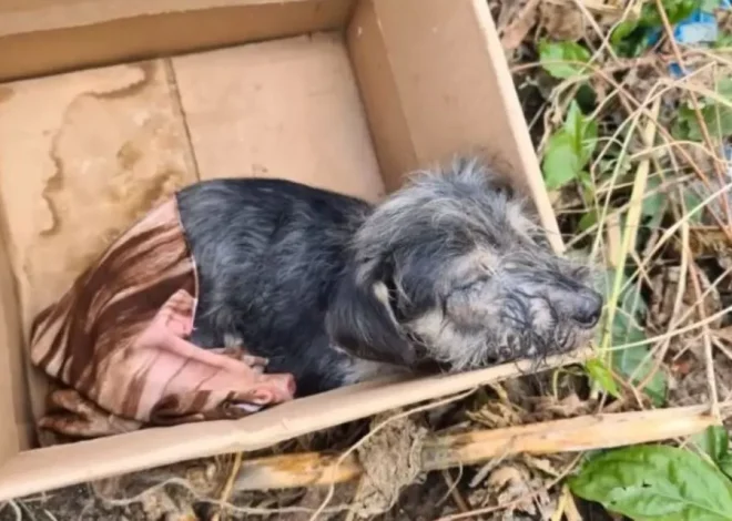 Pup That Was Left In A Box Proves Everyone He’s A Fighter