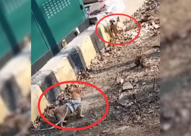 Crying Mama Dog Held Her Puppy Close After Thinking She Had Lost Him Forever