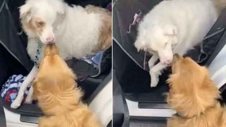 Ohio Dog Greets His Blind Companion in the Most Heartwarming Way