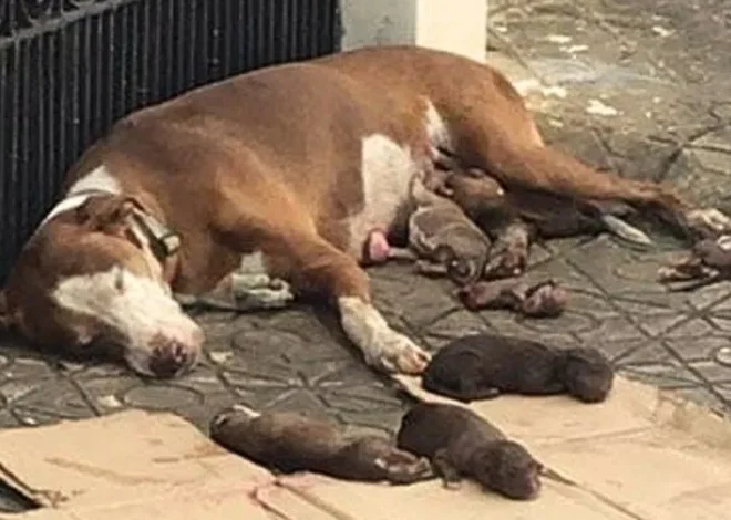 A tired mother dog was discovered lying next to her newborn puppies, unable to move.
